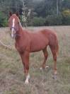 Poulain 1 an à vendre