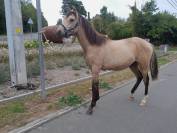 Poulain 1 an à vendre