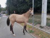 Poulain 1 an à vendre