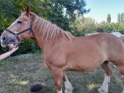 VENDS PAIRE DE TRAIT BRETON POUR RETRAITE MERITEE