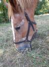 VENDS PAIRE DE TRAIT BRETON POUR RETRAITE MERITEE