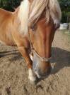 VENDS PAIRE DE TRAIT BRETON POUR RETRAITE MERITEE