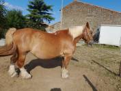 VENDS PAIRE DE TRAIT BRETON POUR RETRAITE MERITEE