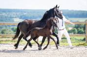 Frison PP
