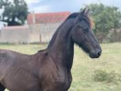 Frison PP
