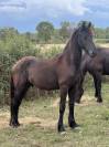 Frison PP