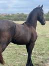 Frison PP