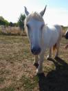 VEND PERCHERON DE 13 ANS