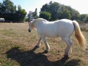 VEND PERCHERON DE 13 ANS