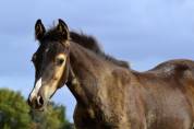Pouliche Half Quarter Horse AqHR 
