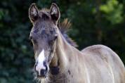 Pouliche Half Quarter Horse AqHR 