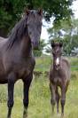 Pouliche Half Quarter Horse AqHR 