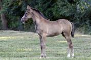 Pouliche Half Quarter Horse AqHR 