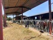 Exploitation bio en bovins lait sur 54ha, proche Lalinde