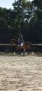 Caballo castrado Caballo de Deporte Suizo En venta 2021 Bayo por MORRICONE