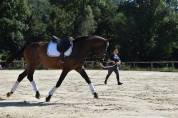 Caballo castrado Caballo de Deporte Suizo En venta 2021 Bayo por MORRICONE