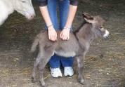 Ane miniature 