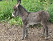 Ane miniature 