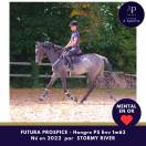 Jeune cheval gris, mental en or