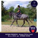 Jeune cheval gris, mental en or