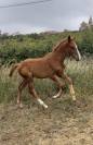 AV ou ÉCHANGE foal sf 