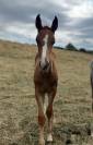 AV ou ÉCHANGE foal sf 