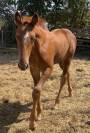 Pouliche sf Casallo z