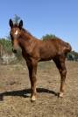 Pouliche sf Casallo z