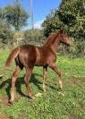 Pouliche sf Casallo z