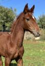 Pouliche sf Casallo z