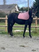 Lusitanien 3 ans 