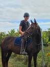 Poney taille D pour loisir et sport