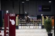Poney taille D pour loisir et sport