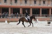 Poney taille D pour loisir et sport