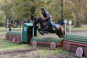 Poney taille D pour loisir et sport