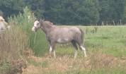 Mâle Welsh Pony 1 an 