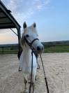 À louer ponette P élite 