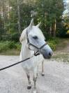 À louer ponette P élite 
