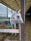 Pouliniere quidam