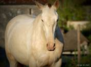 Pouliche Pure Race Espagnole