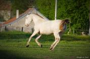 Pouliche Pure Race Espagnole