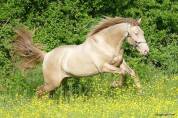 Pouliche Pure Race Espagnole