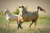 Pouliche Pure Race Espagnole