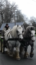 Ruin Percheron Te koop 2012 Wit