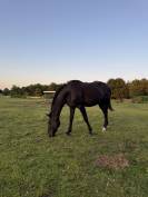 Hongre trotteur 