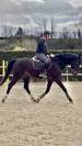 Caballo castrado Silla Francés Préstamo 2019 Bayo moreno por Canto