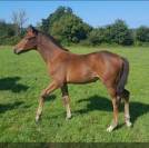 Foal 