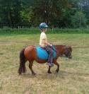 Poney shetland