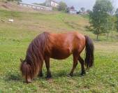 Poney shetland