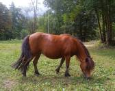 Poney shetland
